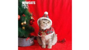 Cozy Christmas Outfits for Cats