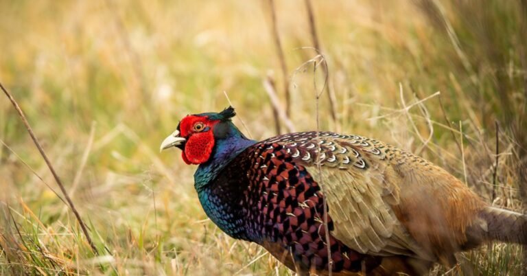 The Surprising Versatility of Ringneck Pheasant Feathers: Creative Uses Across Art, Fashion, and Decor